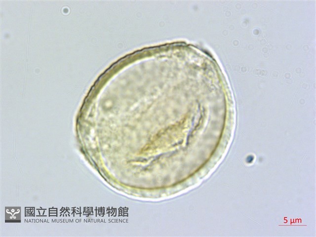 菲律賓胡頹子藏品圖，第2張