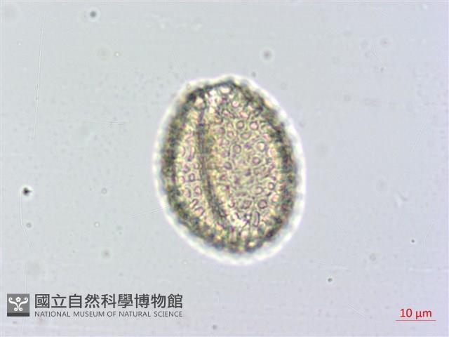 山檳榔藏品圖，第2張