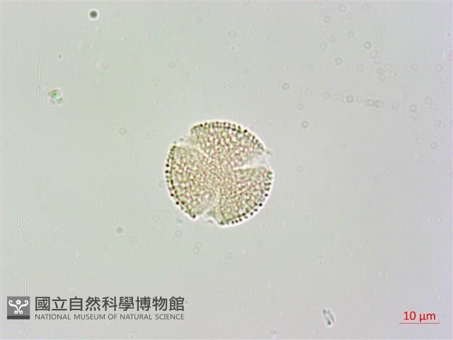 臺灣梣藏品圖，第2張