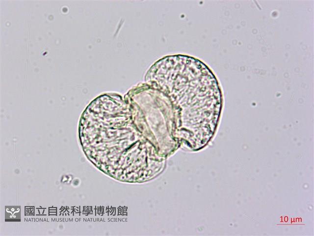 竹柏藏品圖，第2張