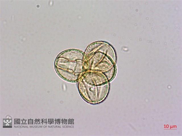 砲彈樹藏品圖，第2張