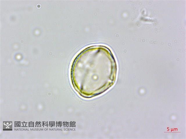天料木藏品圖，第2張