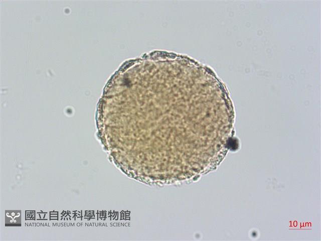 蒲瓜樹、炮彈果藏品圖，第2張