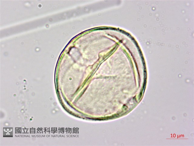 月橘藏品圖，第2張