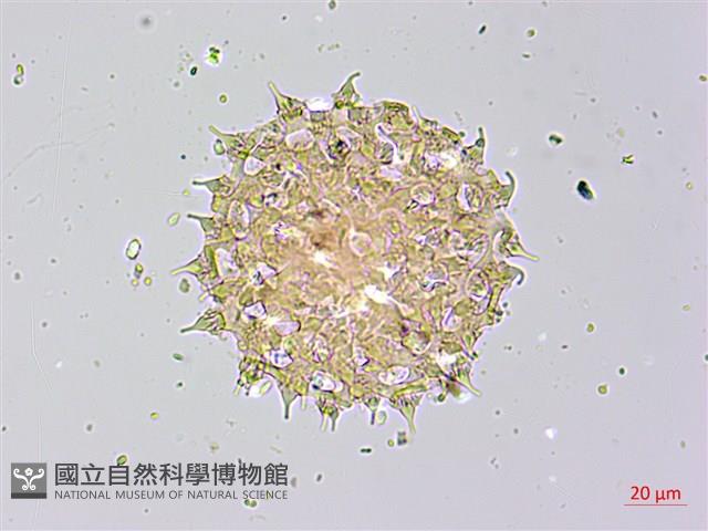 馬鞍藤藏品圖，第2張