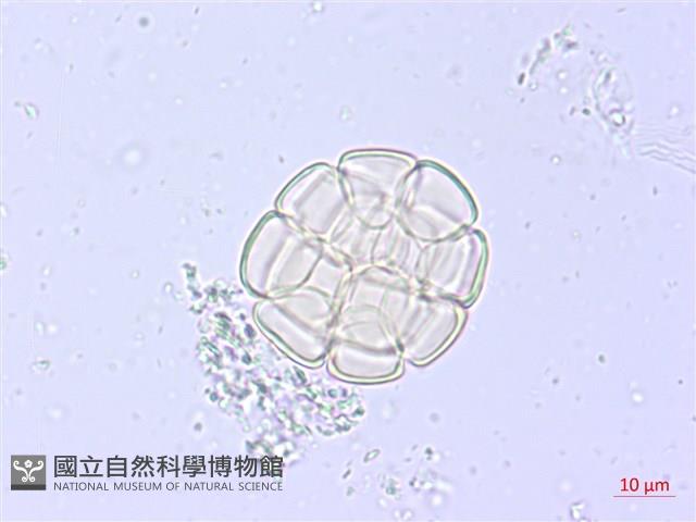 藤相思藏品圖，第2張