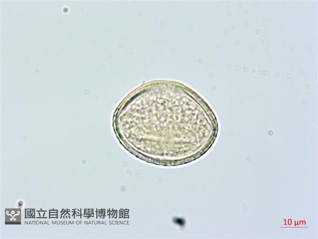 登錄號:BS02365藏品圖，第3張