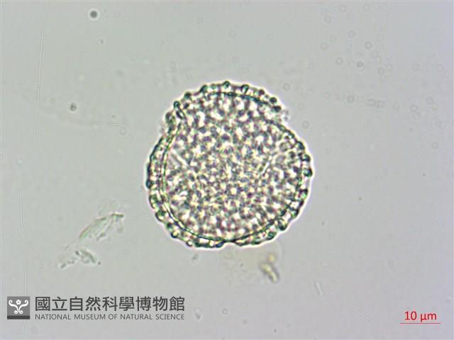 日本女貞、琉球女貞藏品圖，第2張