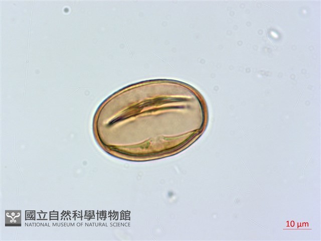 黃心柿藏品圖，第2張