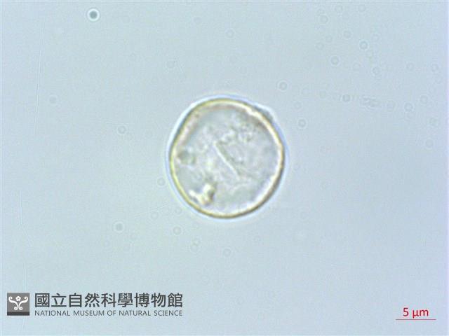 四脈麻藏品圖，第2張