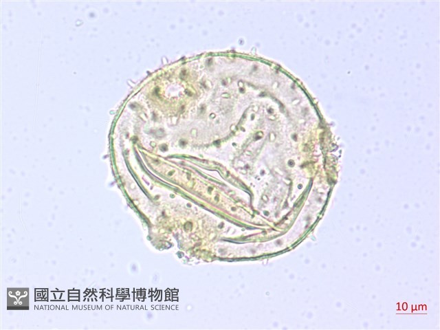 翅子樹、裡白翅子樹、臺灣翅子樹藏品圖，第2張