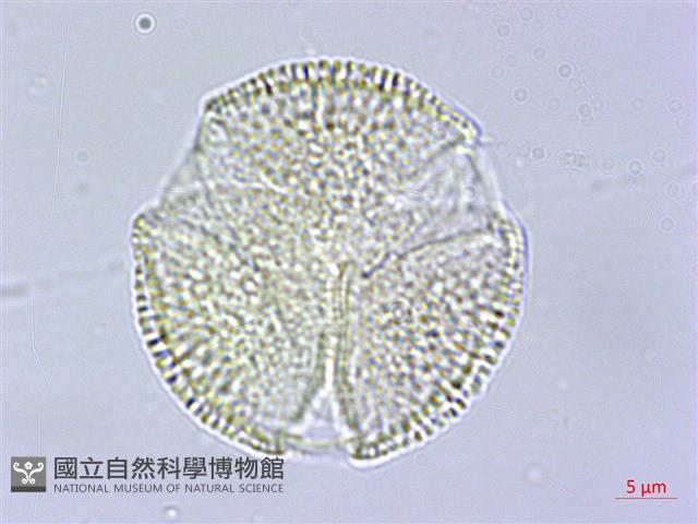 交趾衛矛藏品圖，第2張