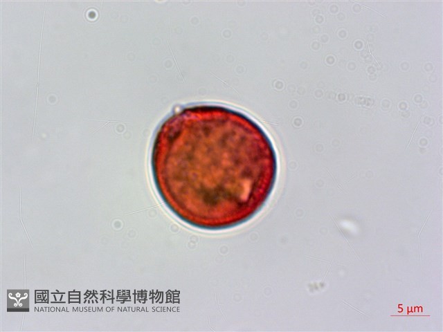 登錄號:BS06304藏品圖，第2張