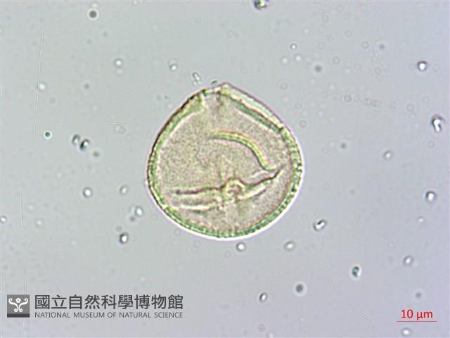 蘭嶼胡桐藏品圖，第2張