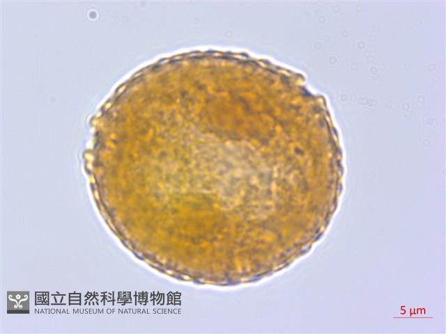 登錄號:BS04199藏品圖，第2張