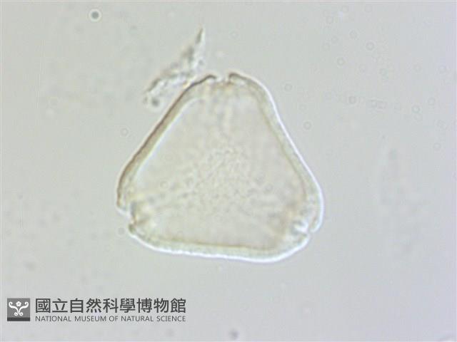 十子木、加入舅藏品圖，第2張