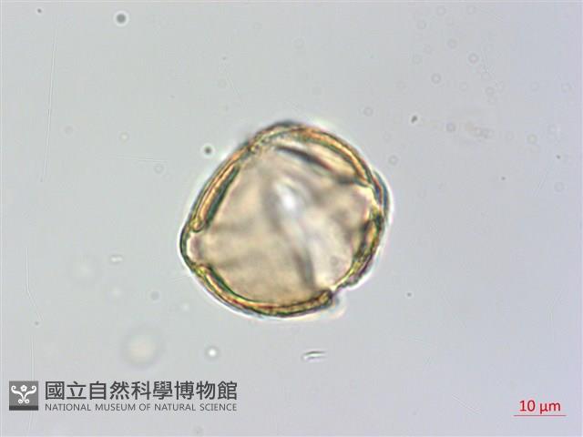 瓊崖海棠、胡桐藏品圖，第2張