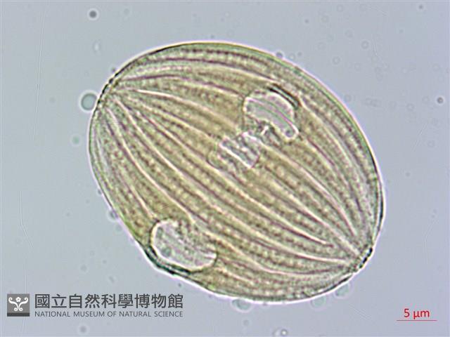 長穗馬藍藏品圖，第2張