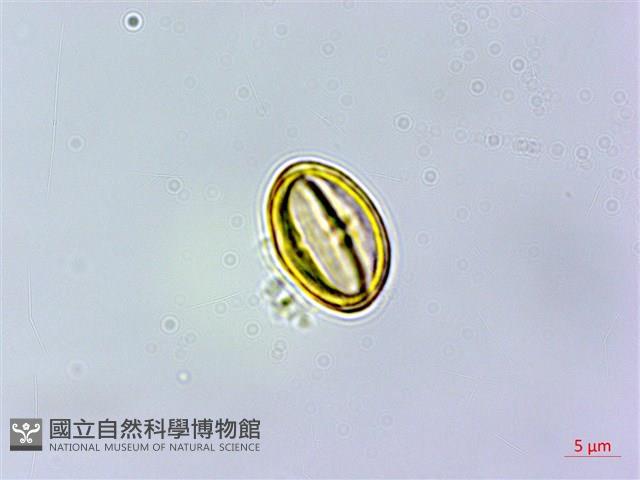 杏葉石櫟、校栗、校櫟藏品圖，第2張