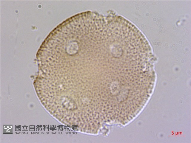 楓香、楓樹藏品圖，第2張