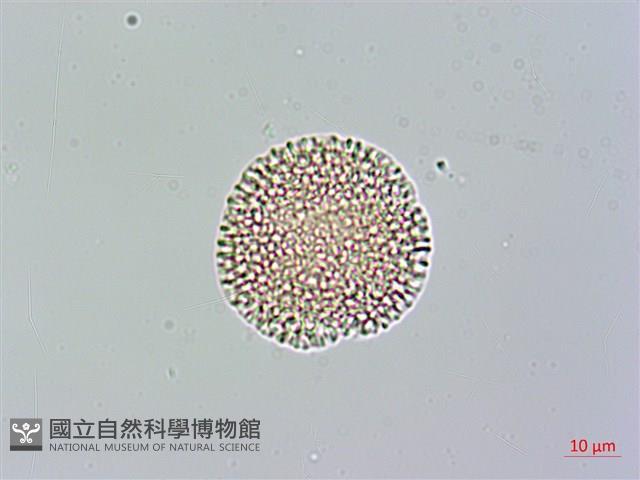 山素英藏品圖，第2張