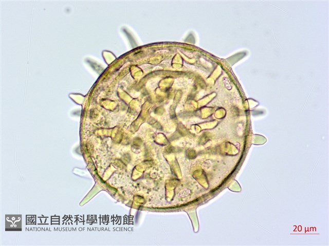 登錄號:BS04017藏品圖，第2張
