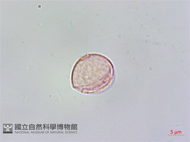登錄號:BS06207藏品圖，第2張