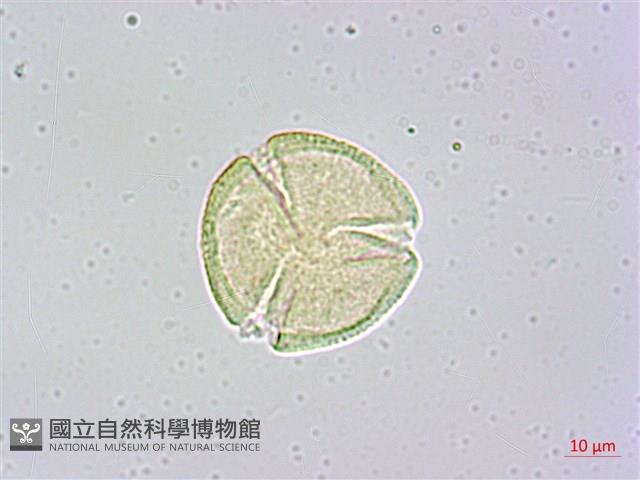 瓊崖海棠、胡桐藏品圖，第2張