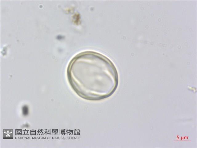 森氏紅淡比藏品圖，第2張