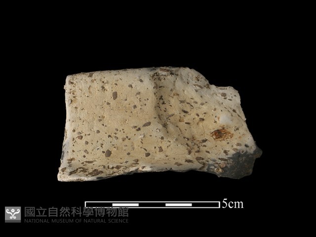 陶片藏品圖，第2張