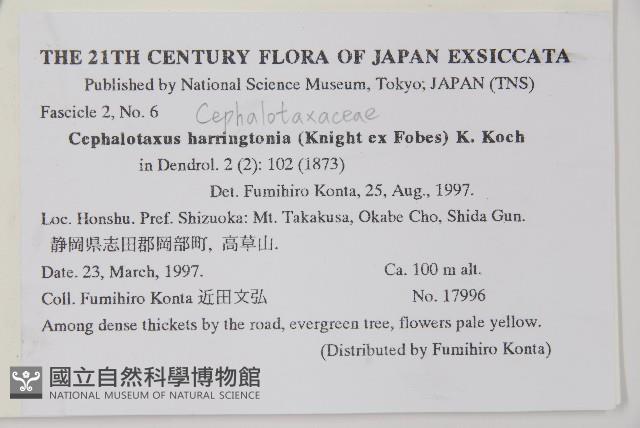 日本粗榧藏品圖，第2張