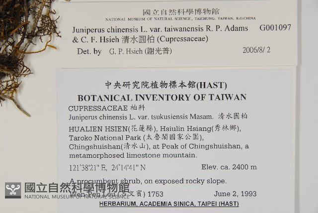 清水圓柏藏品圖，第2張