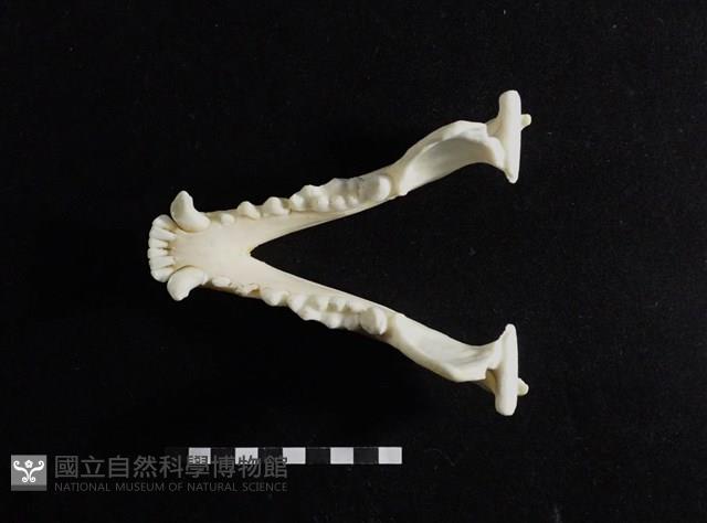 狗獾藏品圖，第2張