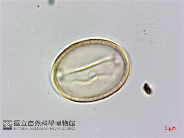 朴樹藏品圖，第6張