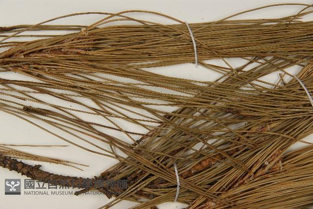 臺灣二葉松藏品圖，第5張