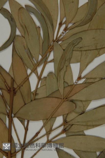 竹柏藏品圖，第5張