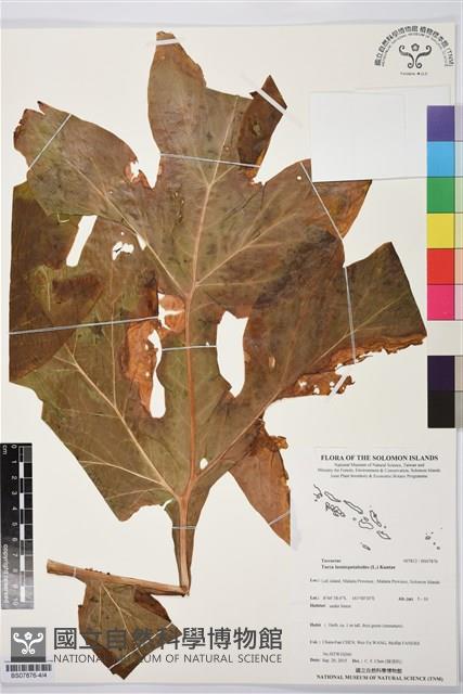 蒟蒻薯藏品圖，第4張