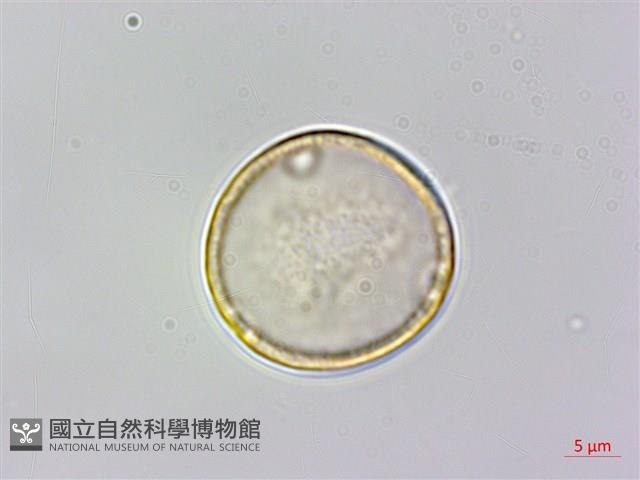 朴樹藏品圖，第4張