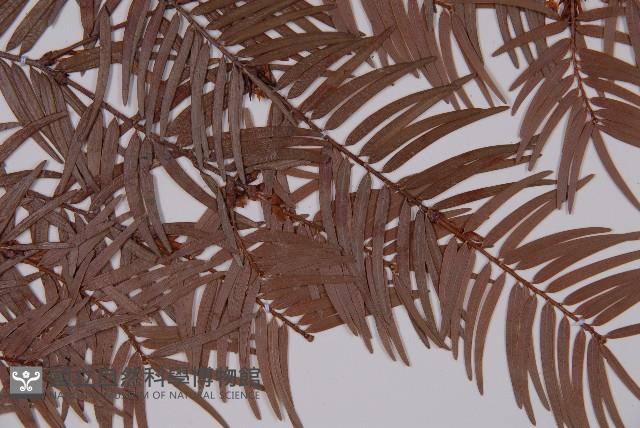 臺灣紅豆杉、紫杉、南方紅豆杉藏品圖，第4張