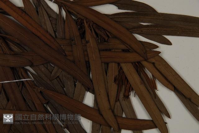 大葉羅漢松藏品圖，第4張