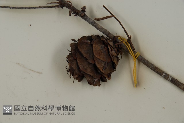 臺灣黃杉藏品圖，第3張