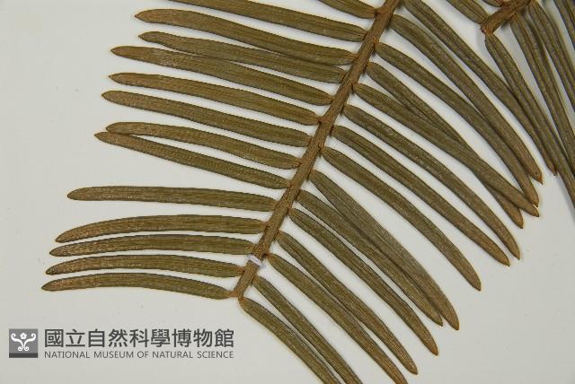 日本粗榧藏品圖，第4張