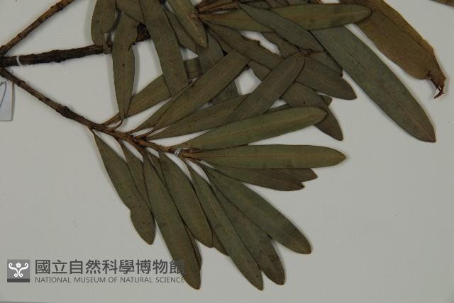 蘭嶼羅漢松藏品圖，第3張