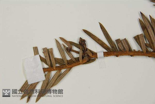 中國粗榧藏品圖，第4張