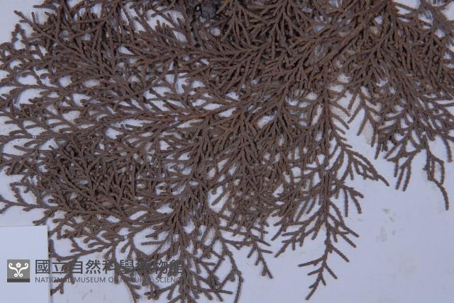 側柏藏品圖，第4張