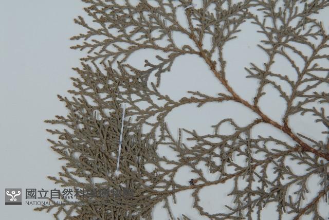 側柏藏品圖，第4張