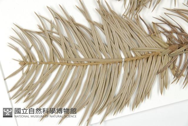 杉木藏品圖，第4張