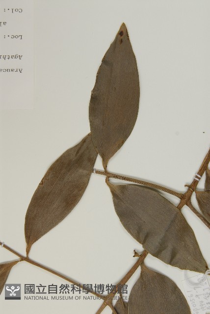 菲律賓貝殼杉藏品圖，第4張