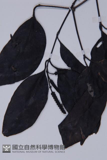 買麻藤藏品圖，第4張