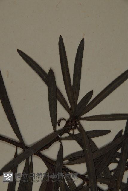 桃實百日青藏品圖，第4張